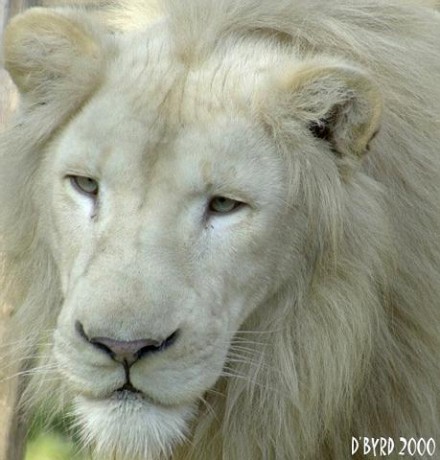 Bílý Lev